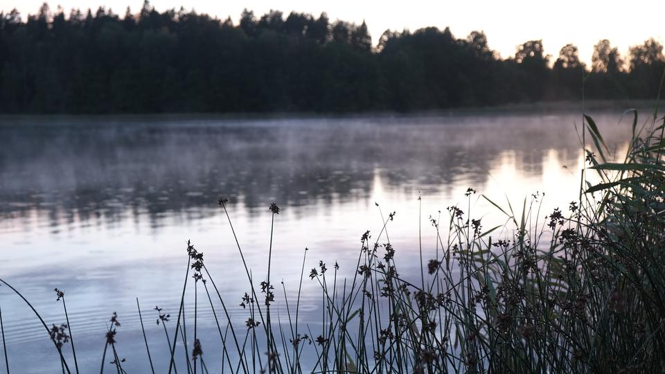 Vass i förgrunden, bakom det en sjö med lätt dimma över ytan 